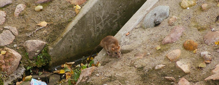 Signes d'une infestation de rats à Châlette-sur-Loing