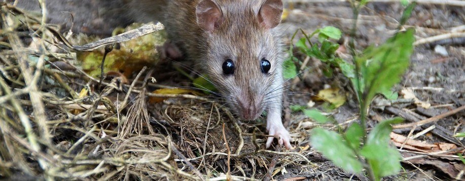 Service de dératisation à Châlette-sur-Loing