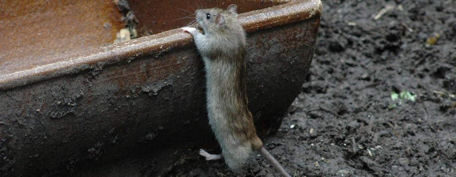 Dératisation pour les professionnels à Olivet