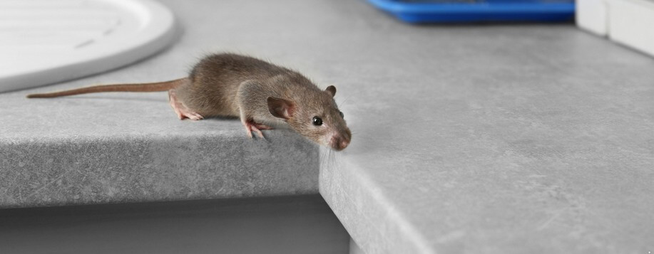 Dératisation à Saint-Jean-de-la-Ruelle