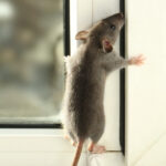 Dératisation sans danger pour les enfants ou les animaux