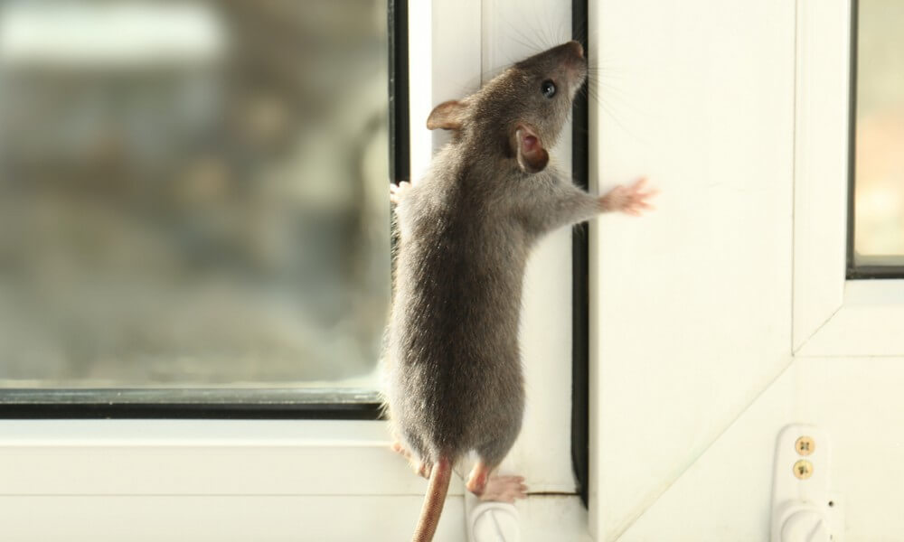 Dératisation sans danger pour les enfants ou les animaux