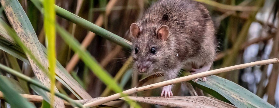 Dératisation professionnelle à Saran