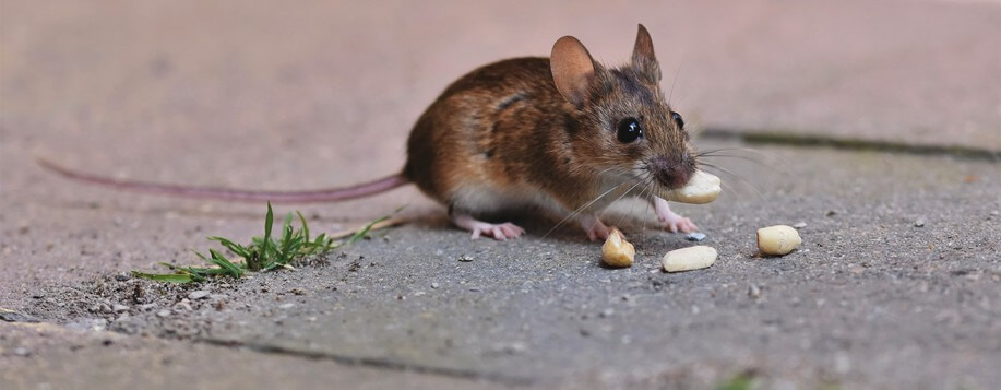 Entreprise de dératisation à Cepoy
