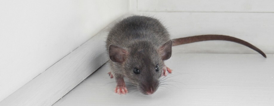 Prévention contre les rats à Saint-Jean-de-la-Ruelle