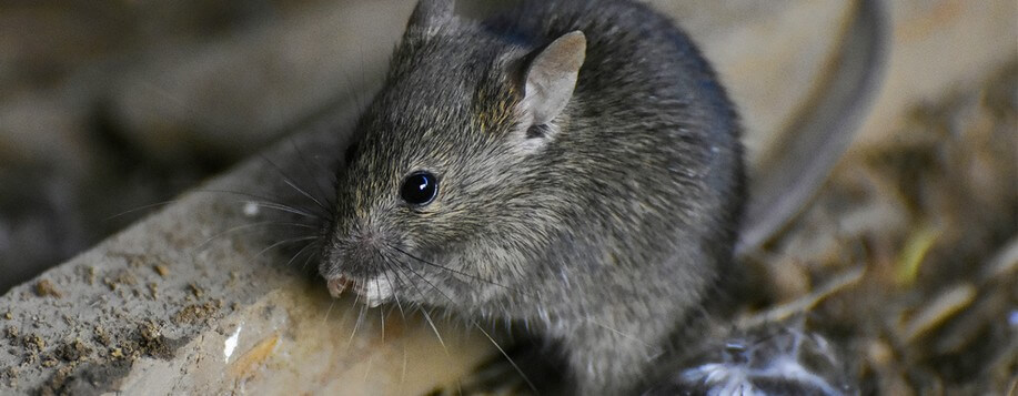 Se débarrasser des rongeurs à Cepoy