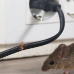 Comment savoir si on a des souris dans la maison ?