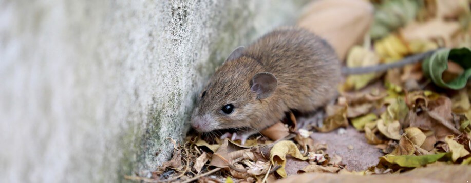 Dératisation à Pithiviers (45300)