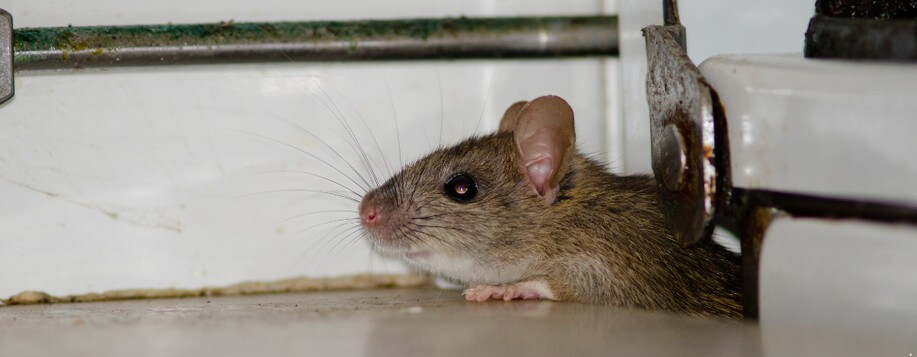 Entreprise de dératisation à Châteauneuf-sur-Loire