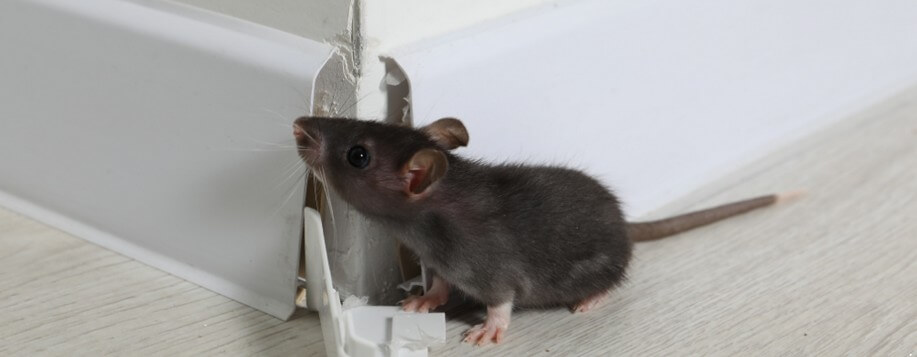 Intervention contre rats et souris à Châteauneuf-sur-Loire
