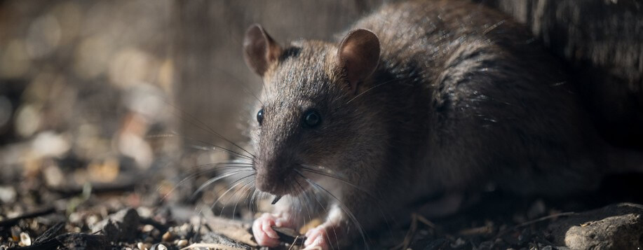 Prévention contre les rongeurs à Pithiviers dans le Loiret