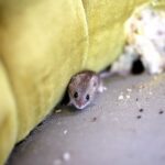 Crottes de souris dans la maison : que faire ?