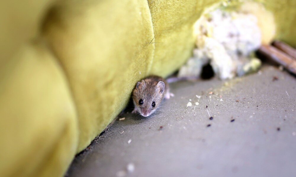 Crottes de souris dans la maison : que faire ?