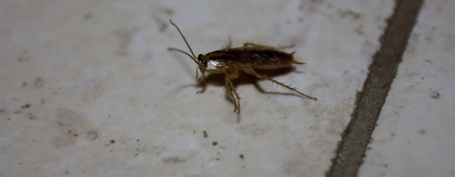 Désinsectisation Amilly