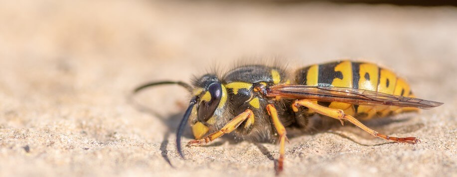 Désinsectiseur à Olivet