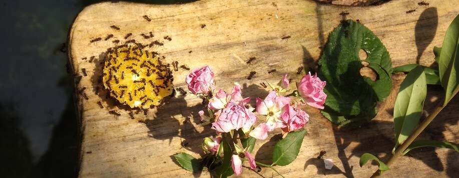 Insectes nuisibles présents à Olivet