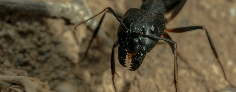 Intervention contre insectes nuisibles à Amilly