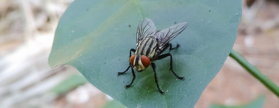 Entreprise de désinsectisation à Châlette-sur-Loing