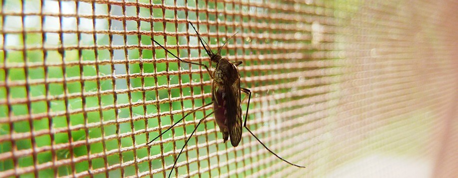 Intervention contre les insectes de maison à Fleury-les-Aubrais